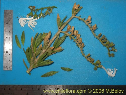 Image of Schizanthus integrifolius (). Click to enlarge parts of image.