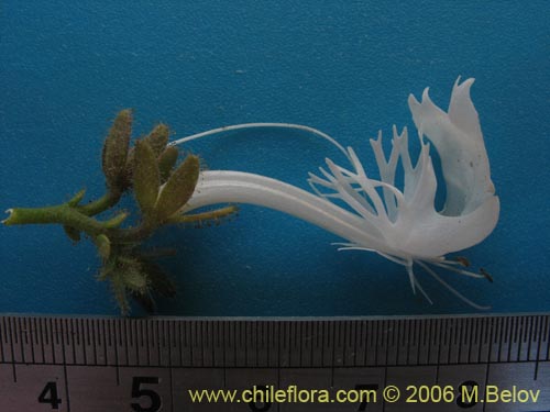 Bild von Schizanthus candidus (Mariposa/Cact�a/Orqu�dea del pobre)