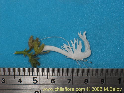 Bild von Schizanthus candidus (Mariposa/Cact�a/Orqu�dea del pobre)