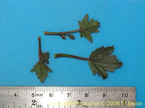 Image of Cristaria adenophora (). Click to enlarge parts of image.