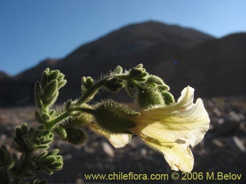 Bild von Phrodus microphyllus (Monte de burro). Klicken Sie, um den Ausschnitt zu vergrössern.