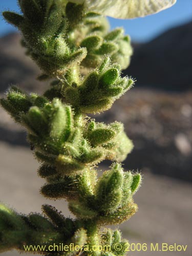 Imágen de Phrodus microphyllus (Monte de burro). Haga un clic para aumentar parte de imágen.