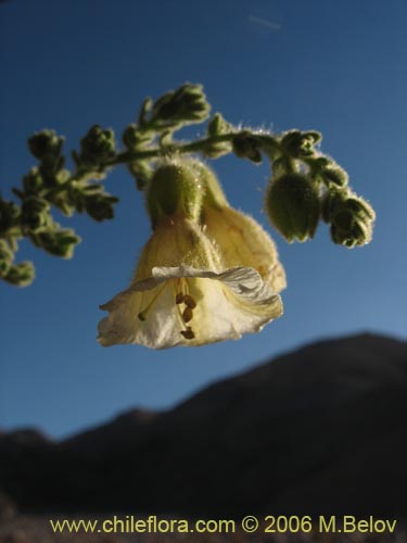 Image of Phrodus microphyllus (Monte de burro). Click to enlarge parts of image.