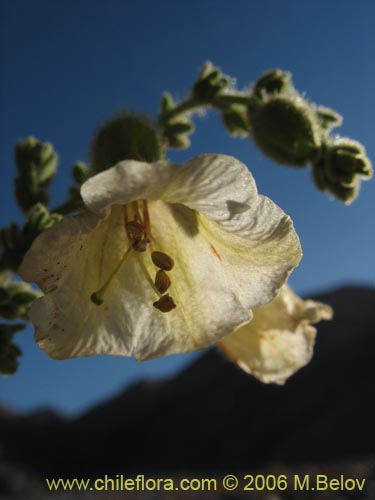 Imágen de Phrodus microphyllus (Monte de burro). Haga un clic para aumentar parte de imágen.