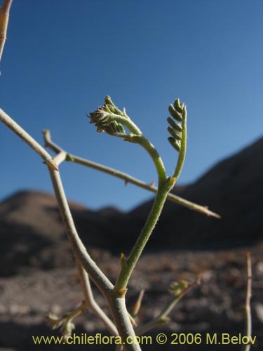 Imágen de Adesmia sp. #1618 (). Haga un clic para aumentar parte de imágen.