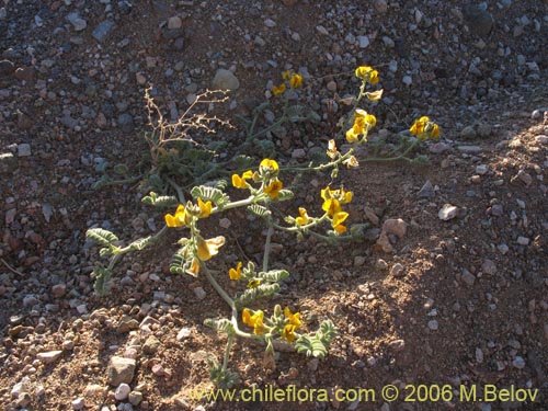 Imágen de Adesmia sp. #1632 (). Haga un clic para aumentar parte de imágen.