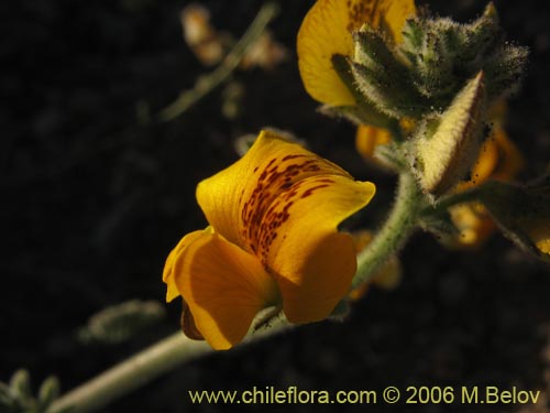 Imágen de Adesmia sp. #1632 (). Haga un clic para aumentar parte de imágen.