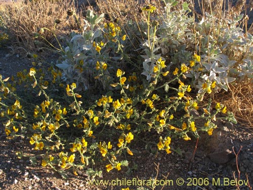 Image of Adesmia sp. #1632 (). Click to enlarge parts of image.