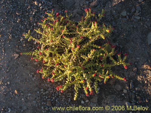 Image of Cistanthe celosioides (). Click to enlarge parts of image.