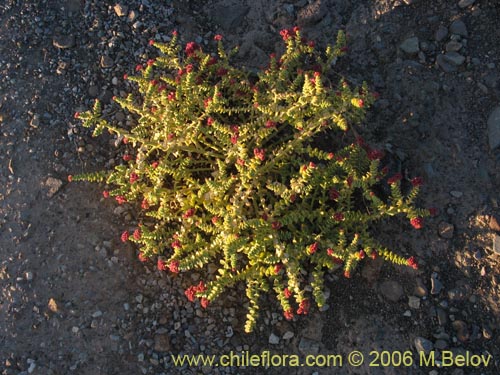 Cistanthe celosioides의 사진