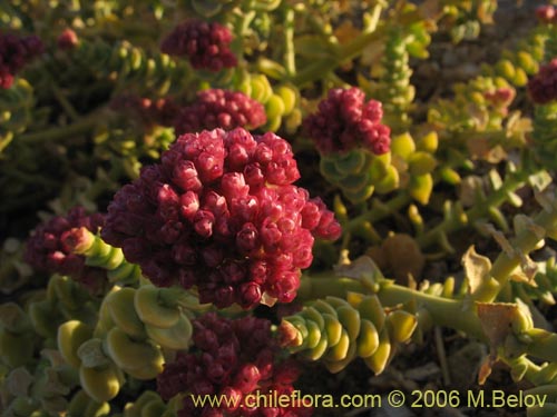 Image of Cistanthe celosioides (). Click to enlarge parts of image.