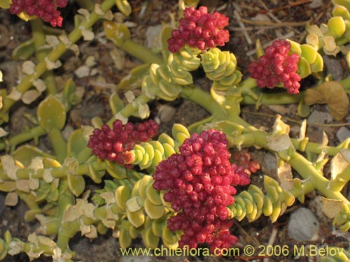 Cistanthe celosioidesの写真