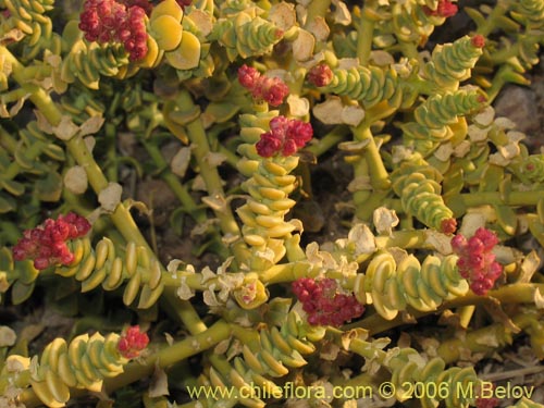 Bild von Cistanthe celosioides (). Klicken Sie, um den Ausschnitt zu vergrössern.