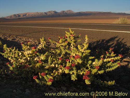 Image of Cistanthe celosioides (). Click to enlarge parts of image.