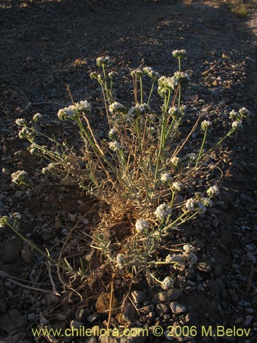 Cryptantha sp. #2759의 사진