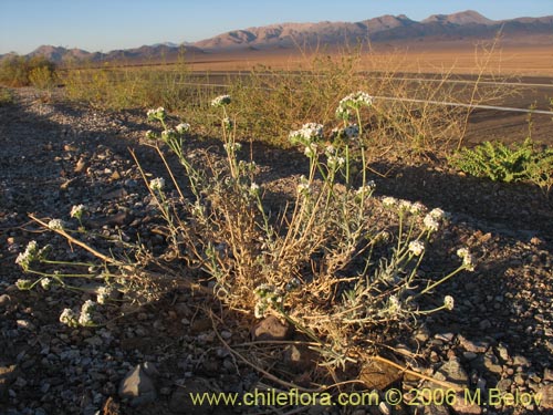 Imágen de Cryptantha sp. #2759 (). Haga un clic para aumentar parte de imágen.