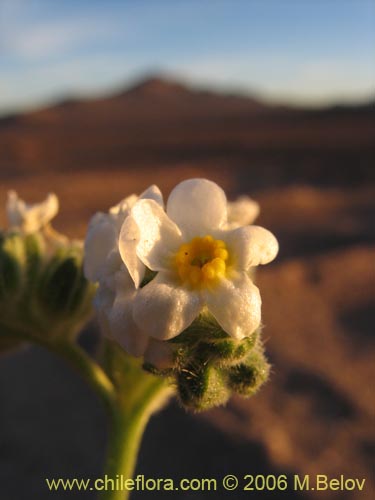 Cryptantha sp. #2759의 사진