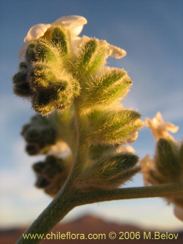 Bild von Cryptantha sp. #2759 (). Klicken Sie, um den Ausschnitt zu vergrössern.