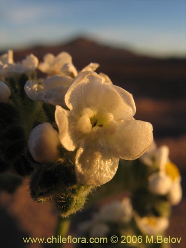 Bild von Cryptantha sp. #2759 (). Klicken Sie, um den Ausschnitt zu vergrössern.