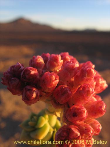 Image of Cistanthe celosioides (). Click to enlarge parts of image.