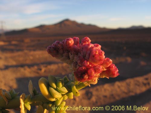 Фотография Cistanthe celosioides (). Щелкните, чтобы увеличить вырез.