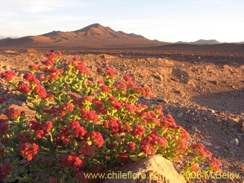 Фотография Cistanthe celosioides (). Щелкните, чтобы увеличить вырез.