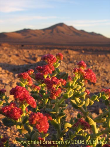 Image of Cistanthe celosioides (). Click to enlarge parts of image.