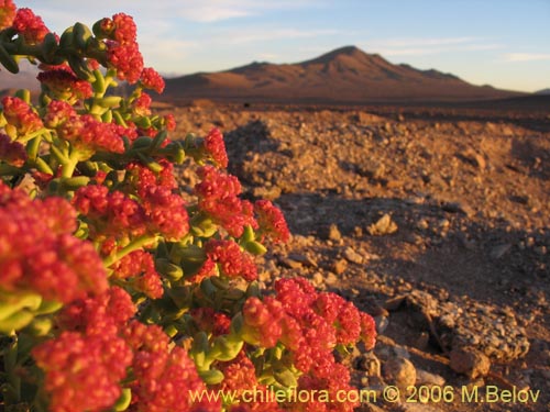 Фотография Cistanthe celosioides (). Щелкните, чтобы увеличить вырез.