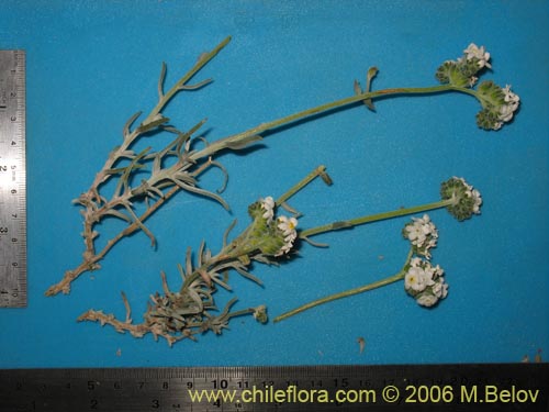 Image of Cryptantha sp. #2759 (). Click to enlarge parts of image.
