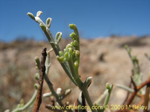 Image of Adesmia argentea (). Click to enlarge parts of image.