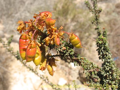 Imágen de Caesalpinia brevifolia (Algarobilla). Haga un clic para aumentar parte de imágen.