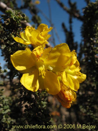 Imágen de Caesalpinia brevifolia (Algarobilla). Haga un clic para aumentar parte de imágen.