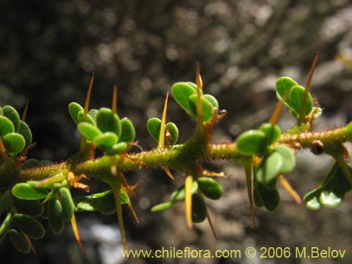 Imágen de Caesalpinia brevifolia (Algarobilla). Haga un clic para aumentar parte de imágen.