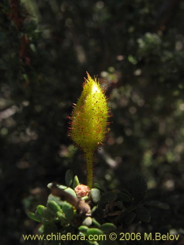 Imágen de Caesalpinia brevifolia (Algarobilla). Haga un clic para aumentar parte de imágen.