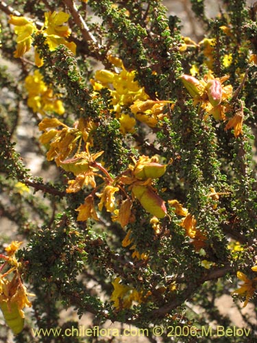 Bild von Caesalpinia brevifolia (Algarobilla). Klicken Sie, um den Ausschnitt zu vergr�ssern.