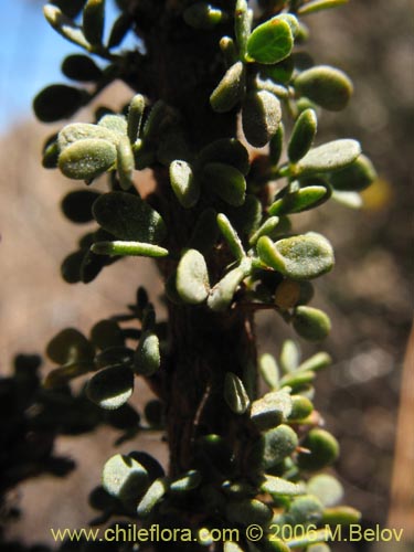 Imágen de Caesalpinia brevifolia (Algarobilla). Haga un clic para aumentar parte de imágen.