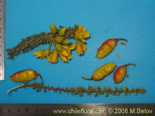 Bild von Caesalpinia brevifolia (Algarobilla). Klicken Sie, um den Ausschnitt zu vergr�ssern.