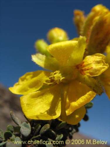 Bild von Caesalpinia brevifolia (Algarobilla). Klicken Sie, um den Ausschnitt zu vergrössern.