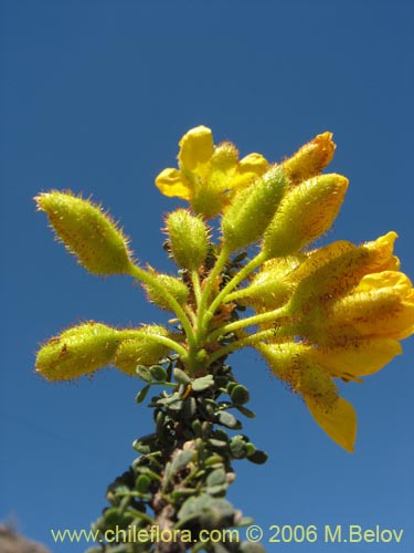 Bild von Caesalpinia brevifolia (Algarobilla). Klicken Sie, um den Ausschnitt zu vergrössern.