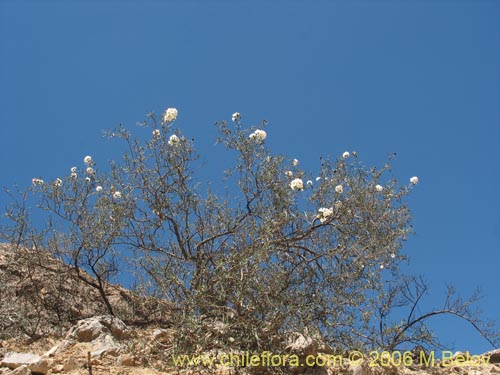 Imágen de Cordia decandra (Carboncillo / Carbón). Haga un clic para aumentar parte de imágen.