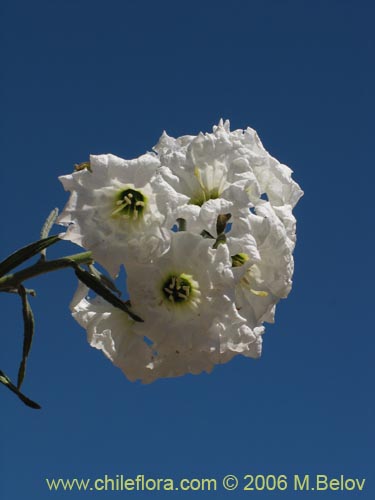 Imágen de Cordia decandra (Carboncillo / Carbón). Haga un clic para aumentar parte de imágen.