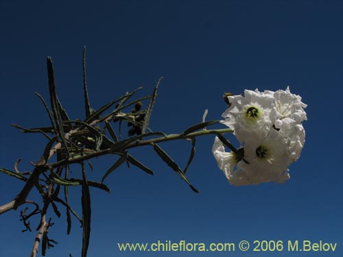 Cordia decandraの写真