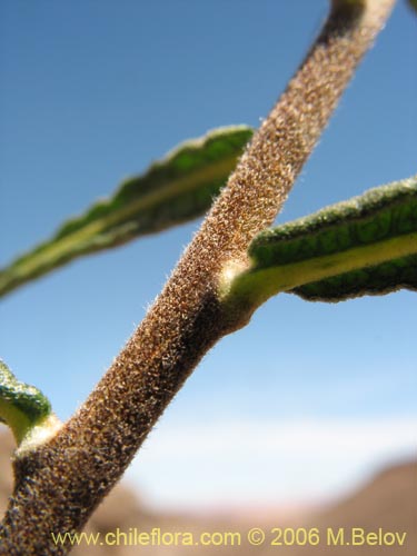 Imágen de Cordia decandra (Carboncillo / Carbón). Haga un clic para aumentar parte de imágen.