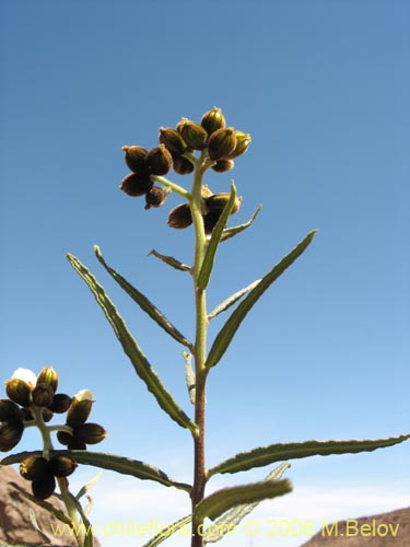 Image of Cordia decandra (Carboncillo / Carbón). Click to enlarge parts of image.