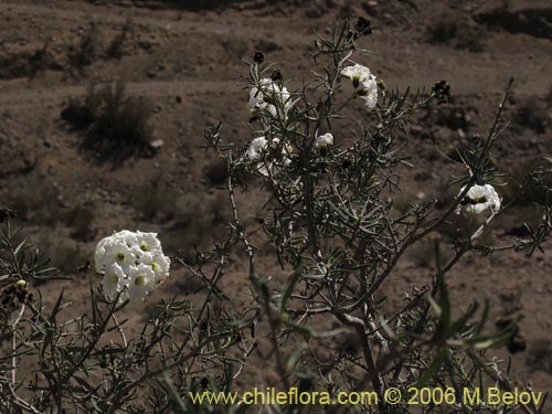 Bild von Cordia decandra (Carboncillo / Carbón). Klicken Sie, um den Ausschnitt zu vergrössern.