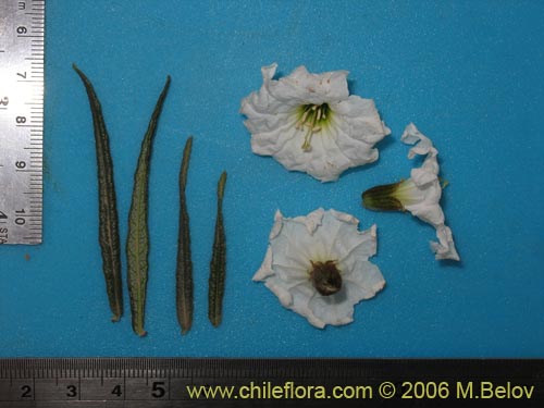 Image of Cordia decandra (Carboncillo / Carbón). Click to enlarge parts of image.