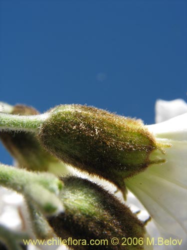 Bild von Cordia decandra (Carboncillo / Carbón). Klicken Sie, um den Ausschnitt zu vergrössern.