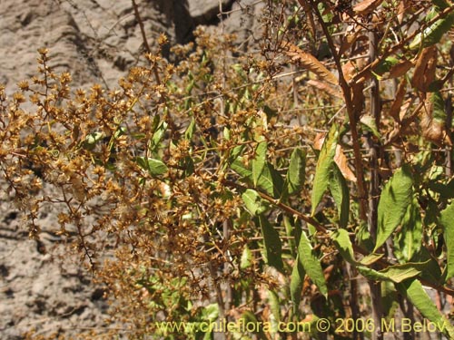 Bild von Proustia ilicifolia (Huañil). Klicken Sie, um den Ausschnitt zu vergrössern.