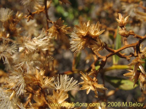 Фотография Proustia ilicifolia (Huañil). Щелкните, чтобы увеличить вырез.