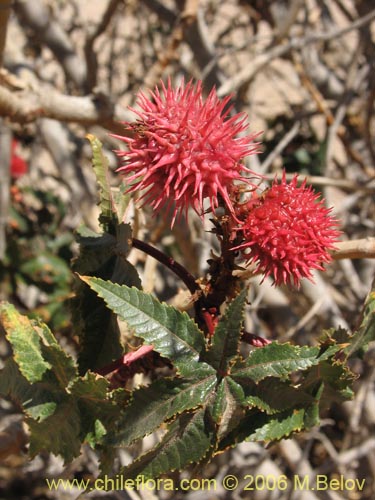 Imágen de Ricinus communis (Ricino / Palma christi / Higuerilla). Haga un clic para aumentar parte de imágen.